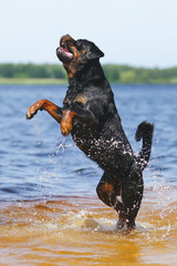 Rottweiler dog jumping up in the water at summertime