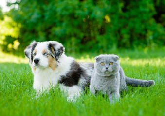 Australian shepherd puppy and scottish cat lying on green grass