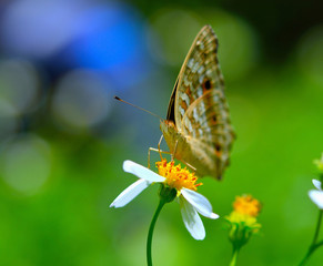 butterfly fly on flower