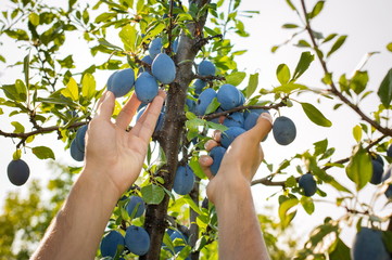 Male hands picking plums from the tree