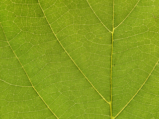 leaf texture