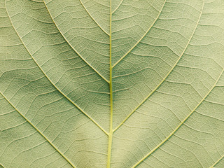 leaf texture