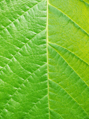 leaf texture