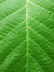 leaf texture