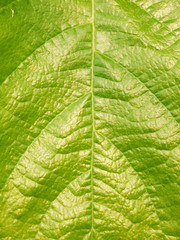 leaf texture