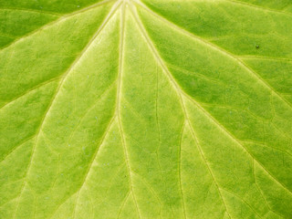 leaf texture, soft focus blur