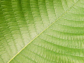 leaf texture