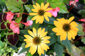Echinacea herb garden