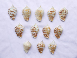 seashells on white fabric cloth