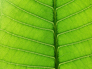 green leaf texture of the Plumeria tree