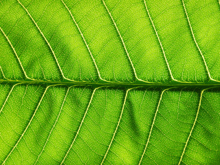 green leaf texture of the Plumeria tree