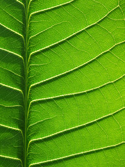green leaf texture of the Plumeria tree