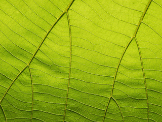 green leaf texture ( teak leaf )