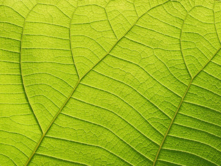 green leaf texture ( teak leaf )
