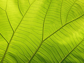 green leaf texture ( teak leaf )
