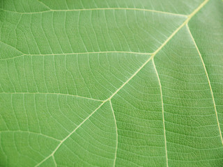 closeup leaf texture