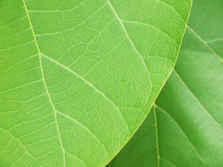 Green teak leaves with beautiful natural pattern