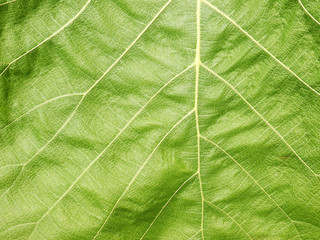 green leaf texture ( teak leaf )