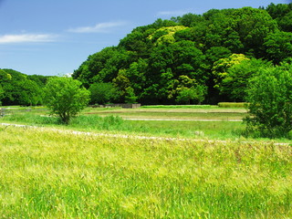 麦畑と森風景