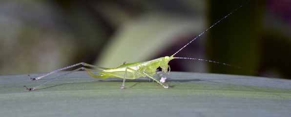 Insect of the Orthoptera order sighted in the Atlantic Forest