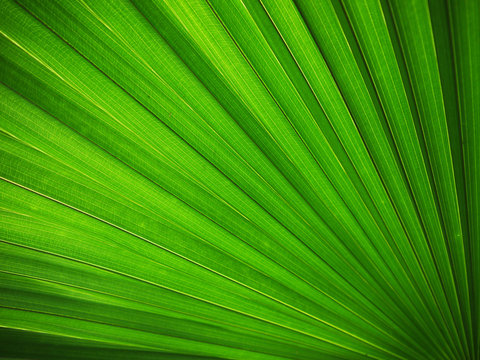 Lines and textures of Green Palm leaves, unfocused