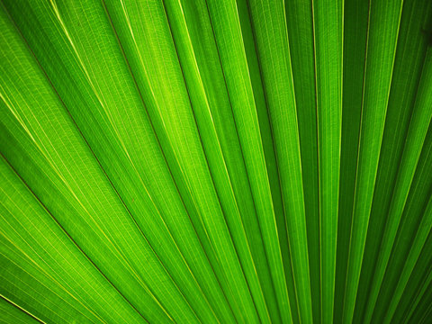 Lines and textures of Green Palm leaves, unfocused
