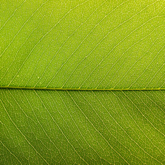 Green leaf background texture ( cassia fistula )