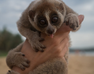 Fototapeta na wymiar Slow loris with it’s tongue sticking out in the hand of women isolated on the beach.