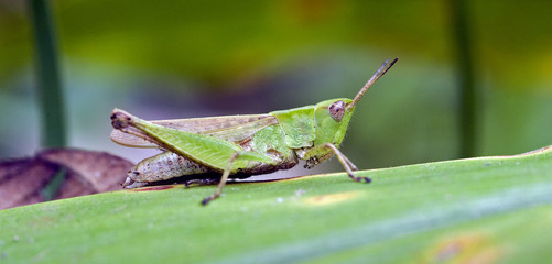 Grasshopper sighted in Atlantic forest in the urban area