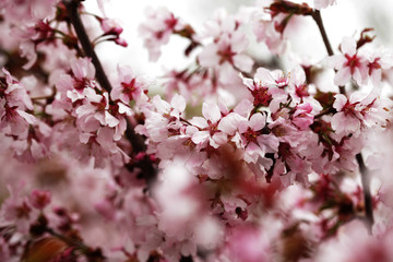Pink cherry blossoms in garden outdoors close up