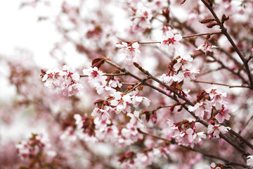 Pink cherry blossoms in garden outdoors close up