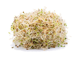 Sprouted alfalfa seeds isolate on a white background
