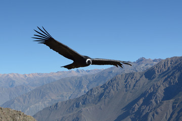 Obraz premium Flying Andean condor in canyon Colca