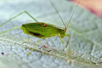 Bush cricket on green leaf