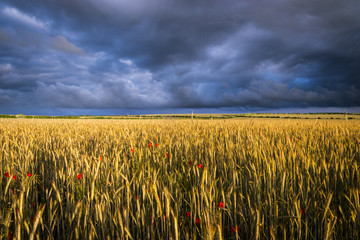 Naklejka premium Field of poppies under dramatic skies