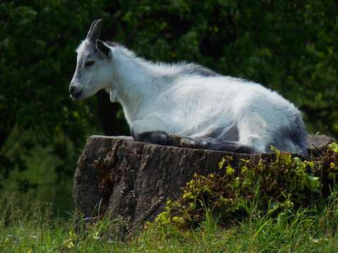 Goat is resting on the stumps. His hair is white. relaxing green nature. This photo can be used in any form of use.