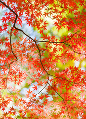 Beautiful colorful of autumn leaves in forest © torsakarin