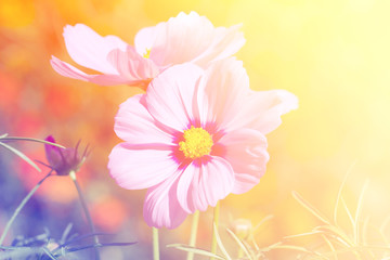  Cosmos flower in the garden