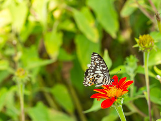 butterfly on red flower