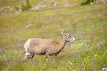 Naklejka na ściany i meble Young Big horn sheep in Mount Washburn hiking trail, Yellowston