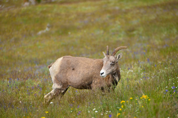 Naklejka na ściany i meble Young Big horn sheep in Mount Washburn hiking trail, Yellowston