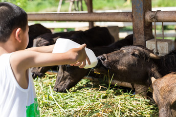 boy feeding milk to mini murrah