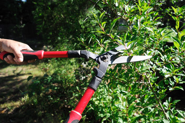 Obraz premium man cuts bush with scissors in the garden
