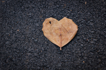 light brown heart shape leaf on asphalt floor