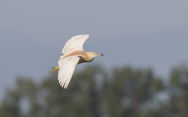 Squacco Heron