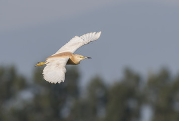 Squacco Heron
