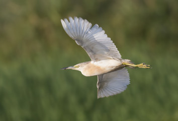 Squacco Heron