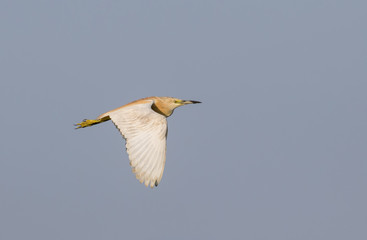 Squacco Heron
