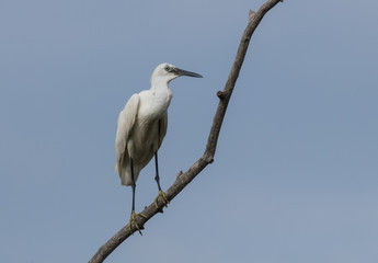 Little Egret