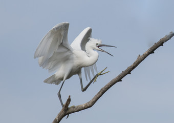 Little Egret